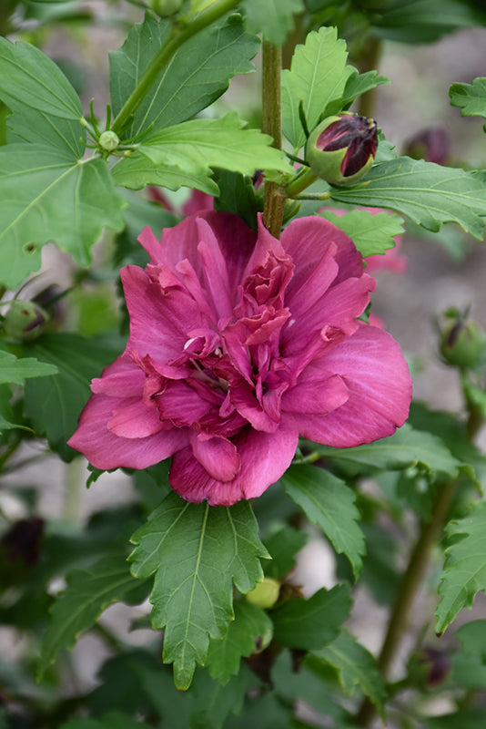 Hibiscus syriacus 'Collie Mullens'