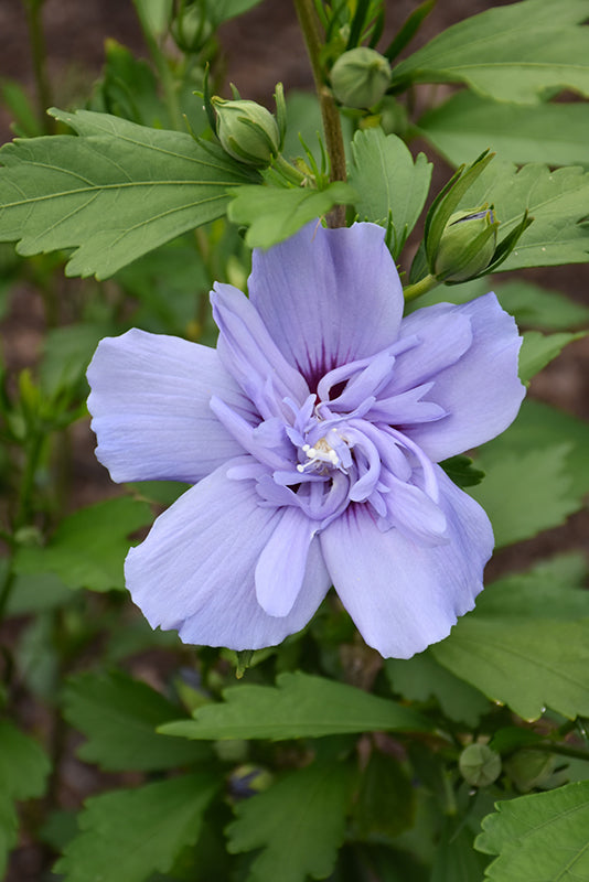 Hibiscus syriacus 'Blue Chiffon'