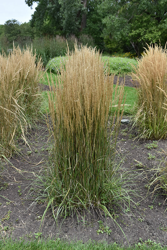 Calamagrostis 'Hello Spring'