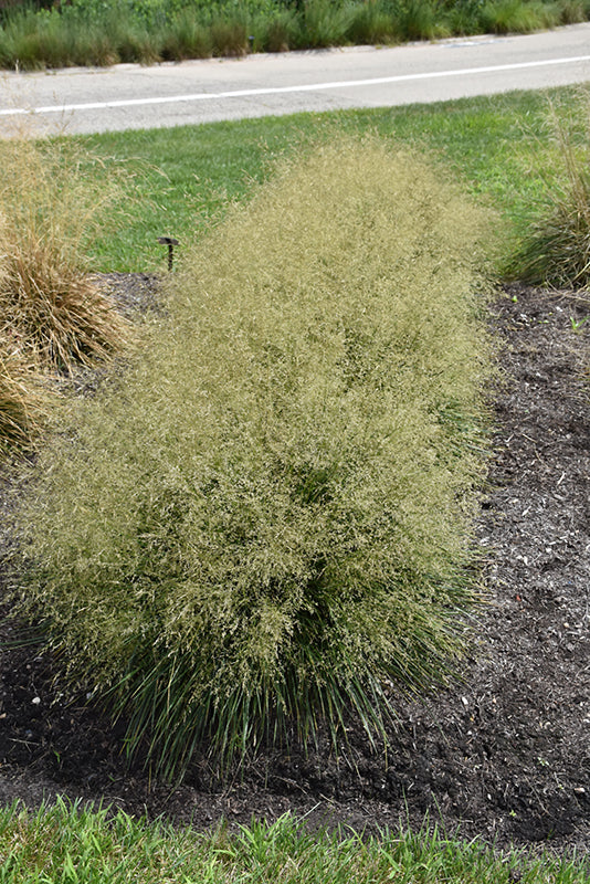 Deschampsia cespitosa 'Goldtau'