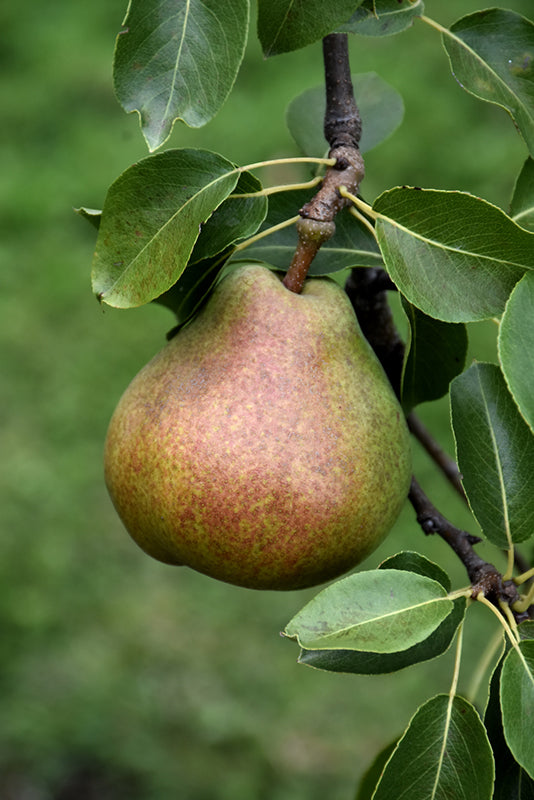 Pyrus communis 'Comice'