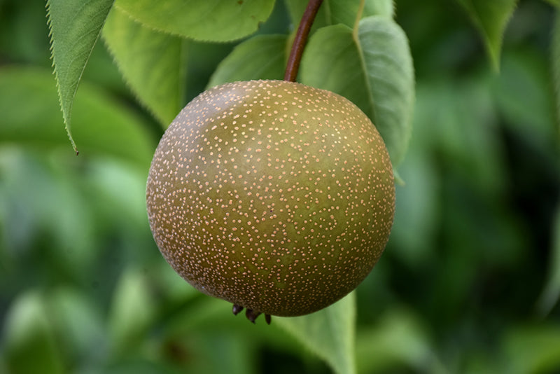 Pyrus pyrifolia 'Hosui'