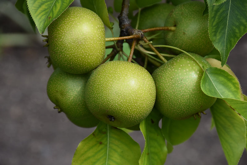 Pear - Pyrus pyrifolia 'Nijisseiki'
