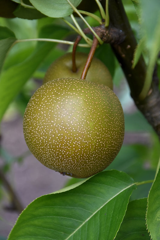 Pear - Pyrus pyrifolia 'Shinko'