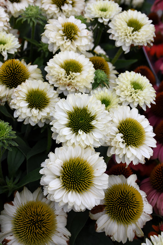 Echinacea 'White Perfection'