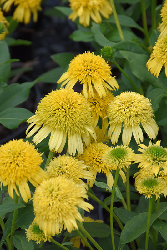 Echinacea 'Sunny Days Lemon'