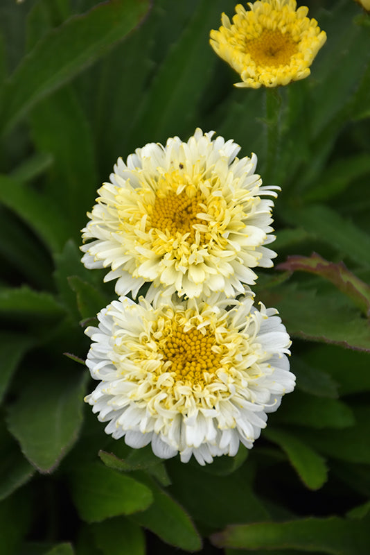 Leucanthemum x superbum 'Luna'