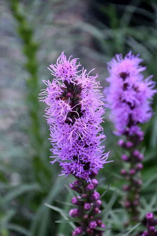 Liatris spicata'Blazing Star'