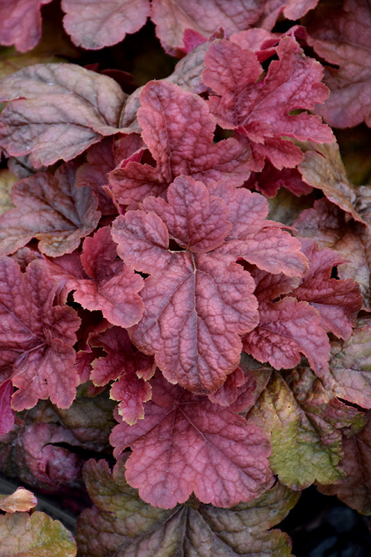 Heucherella 'Peach tea'