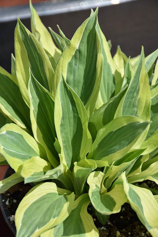 Hosta 'Yellow Polka Dot Bikini'