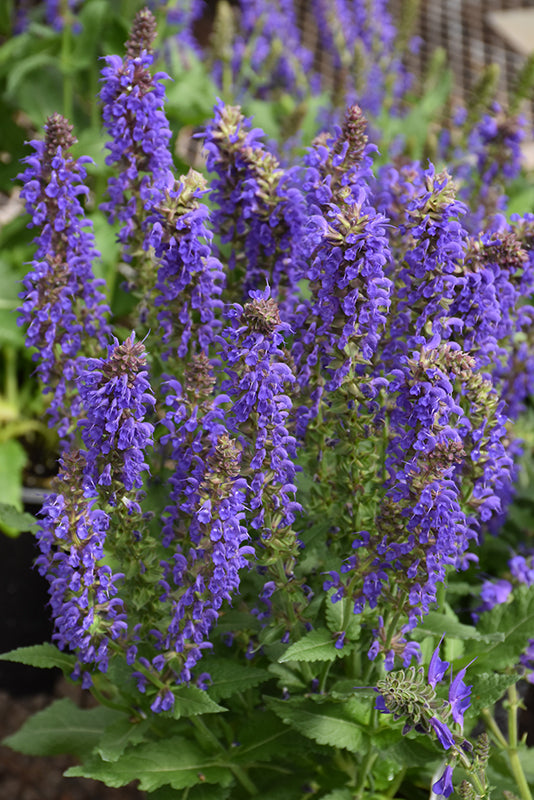 Salvia nemerosa 'April Night'
