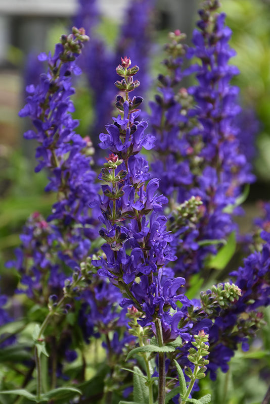 Salvia 'Dark Matter'