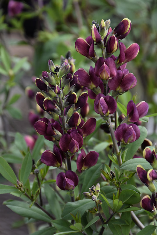 Baptisia 'Burgundy Blast'