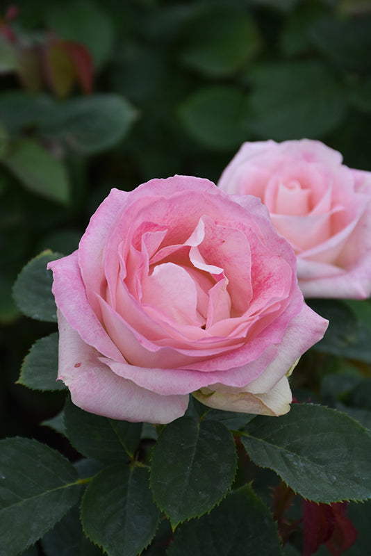 Rosa 'Painted Porcelain'