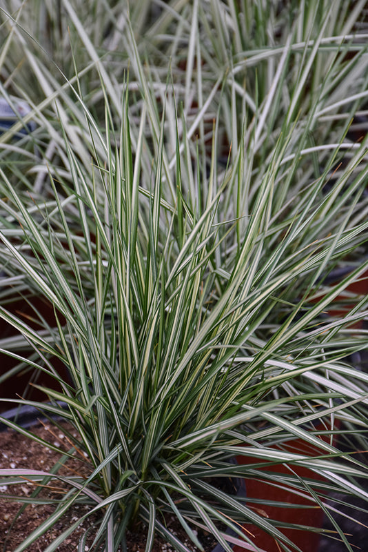 Calamagrostis 'Lightning Strike'