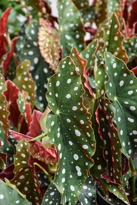 Begonia maculata