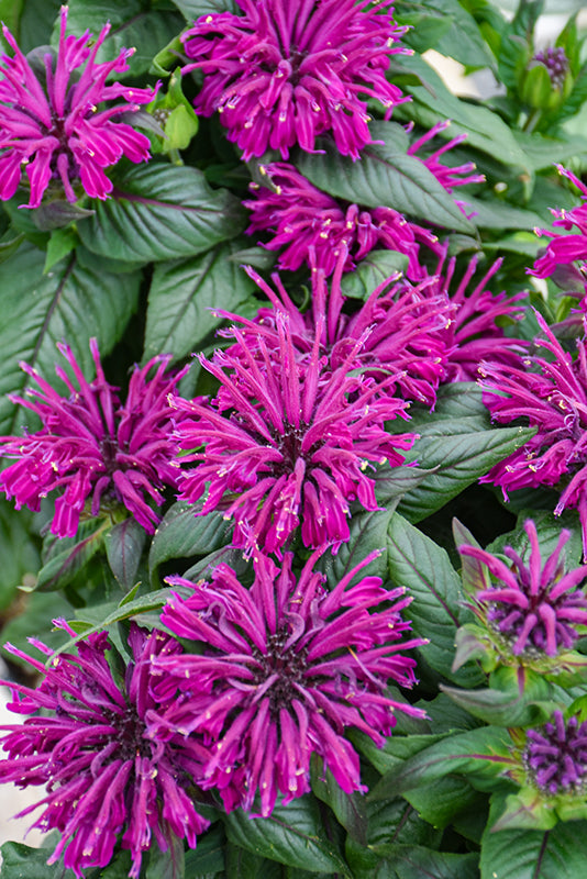 Monarda Sugar Buzz 'Rockin Raspberry'