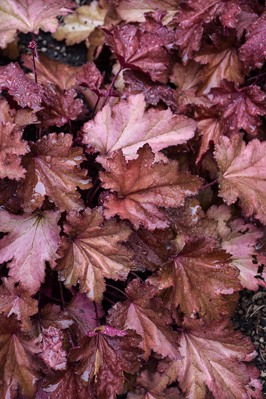 Heuchera 'Magma'