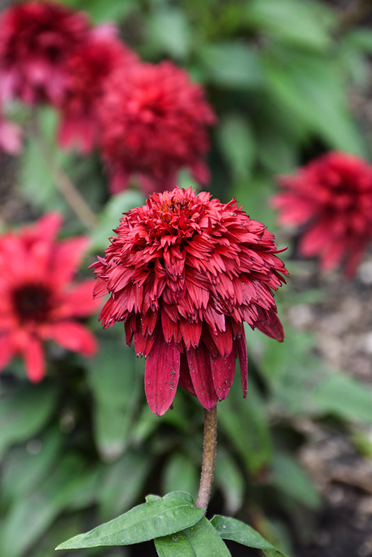 Echinacea 'Dbl Scoop Deluxe Strawberry'