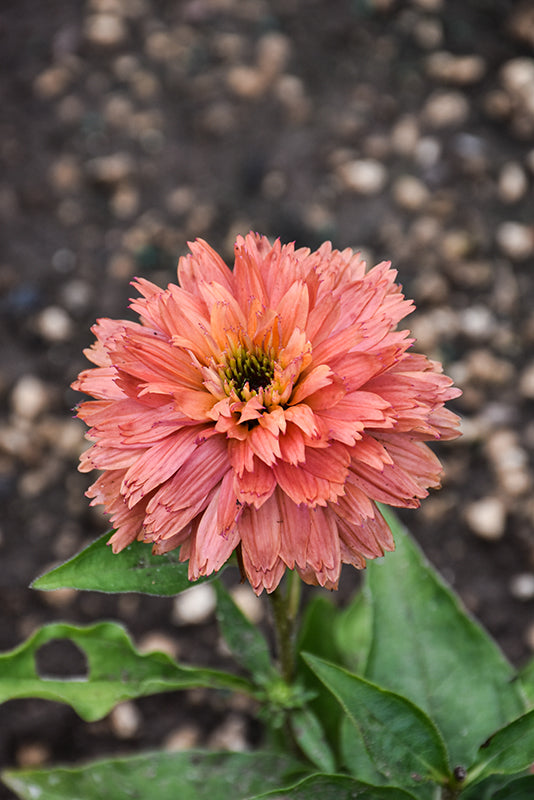 Echinacea Fresco 'Apricot'
