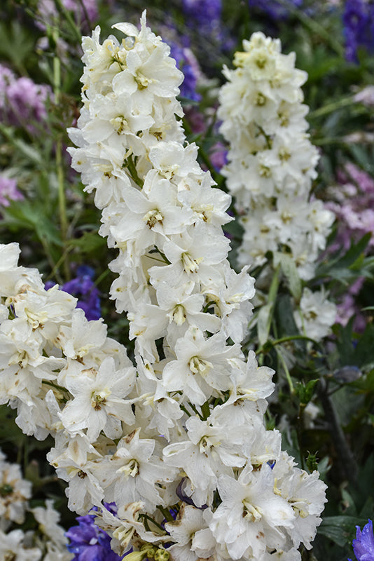 Delphinium 'Neva'