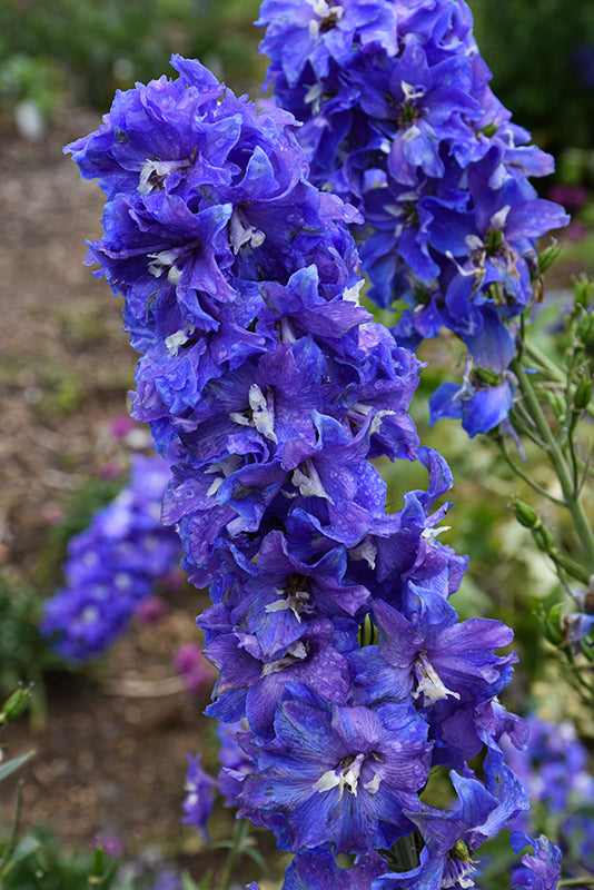 Delphinium 'Delgenius Glitzy'