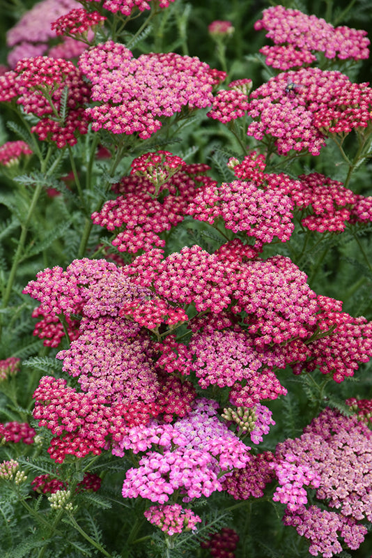 Achillea 'New Vintage Rose'