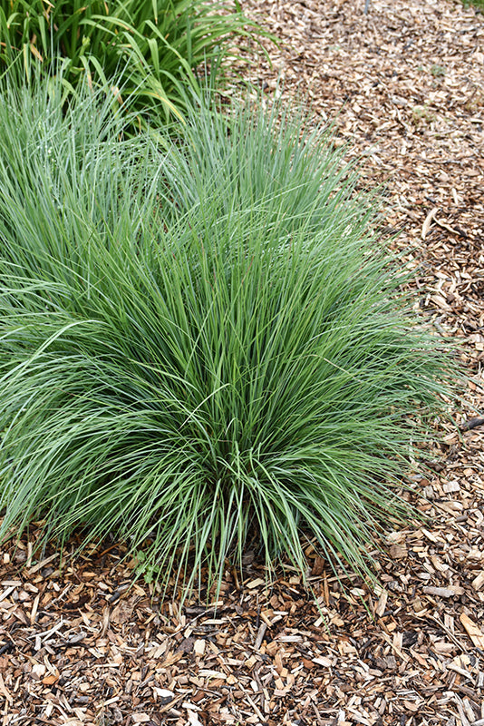 Schizachrium scoparium 'Jazz'