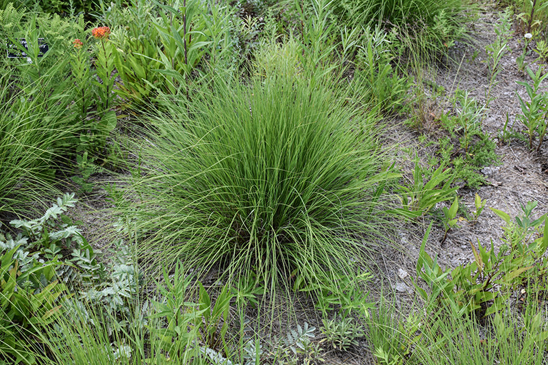 Muhlenbergia reverchonii 'Undaunted'