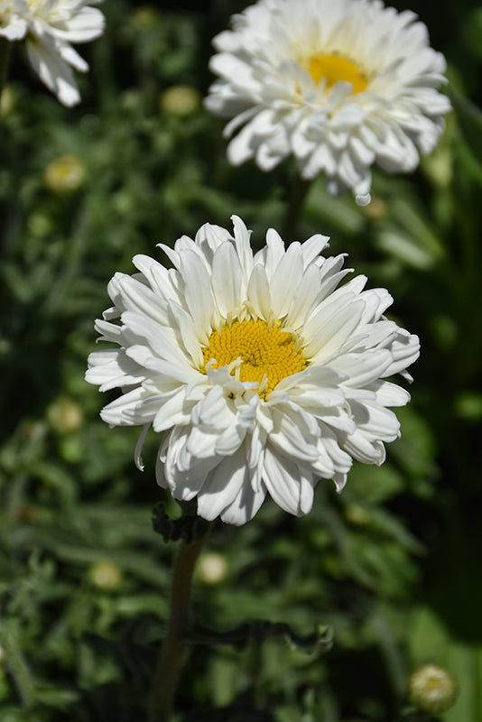 Leucanthemum x superbum 'Victorian Secret'