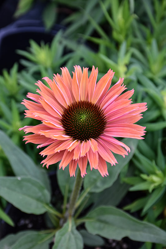 Echinacea Sunseekers 'Rainbow'