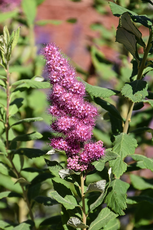 Spiraea douglasii