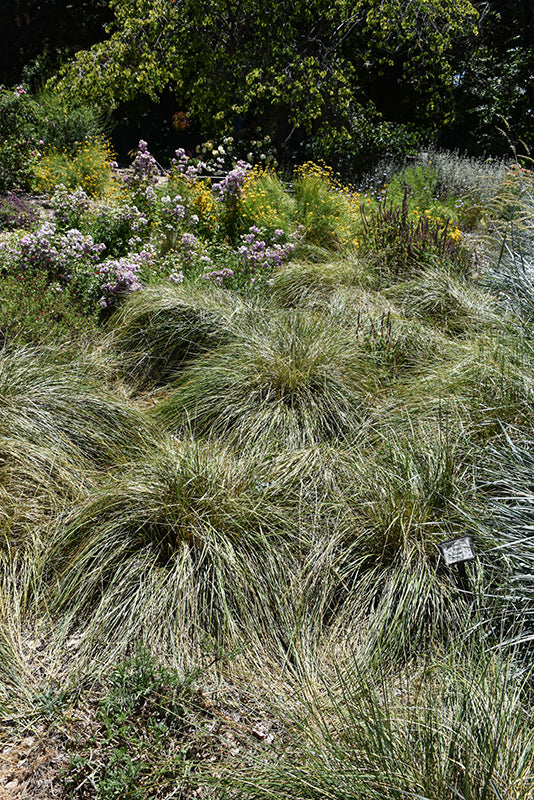 Stipa Gigantea