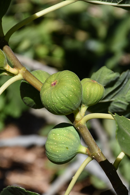 Ficus carica 'Fignomenal'