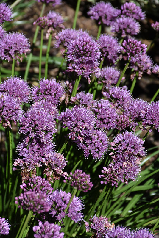 Allium 'Windy City'