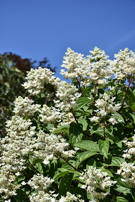 Hydrangea paniculata 'Fire & Ice'