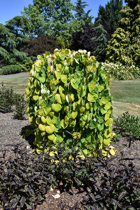 Cercis canadensis 'Golden Falls'