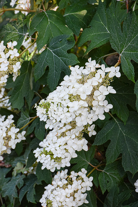 Hydrangea quercifolia 'Pee Wee'