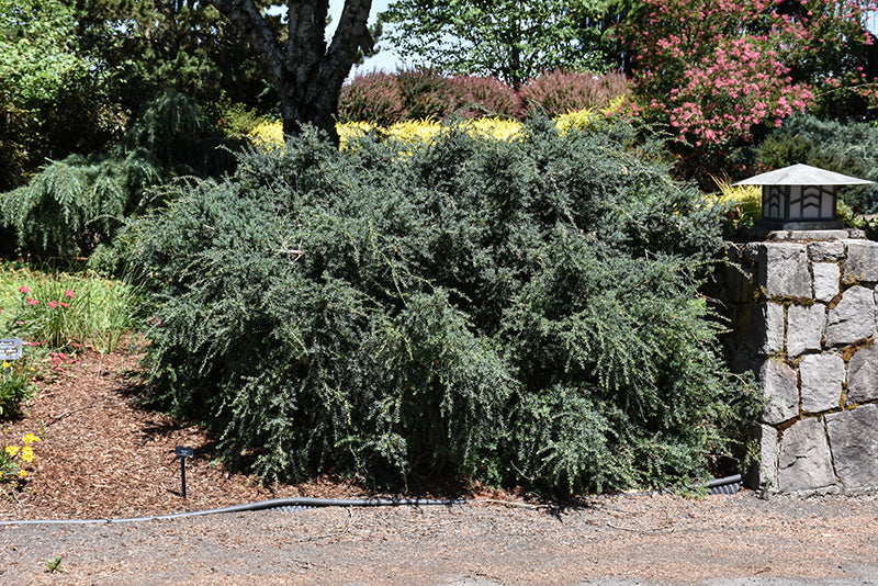 Podocarpus alpinus 'Blue Gem'