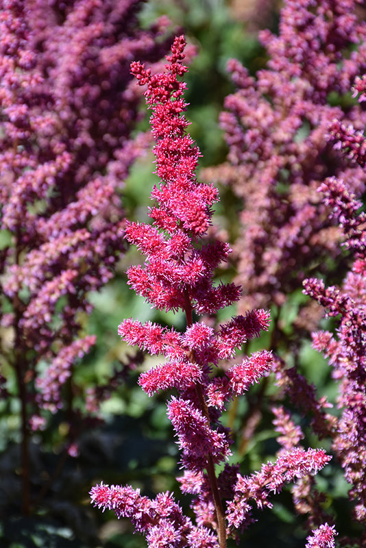 Astilbe chinensis 'Vision Volcano'