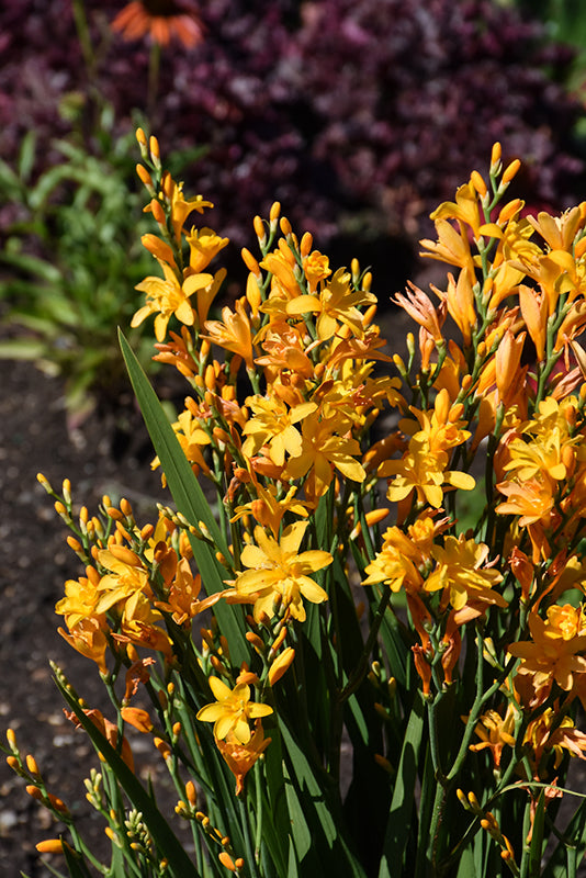 Crocosmia 'Nova Dragonfire'