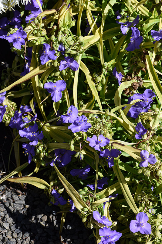 Tradescantia 'Lucky Charm'