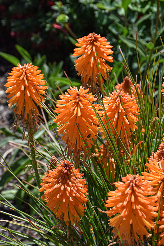 Kniphofia 'Poco Orange'