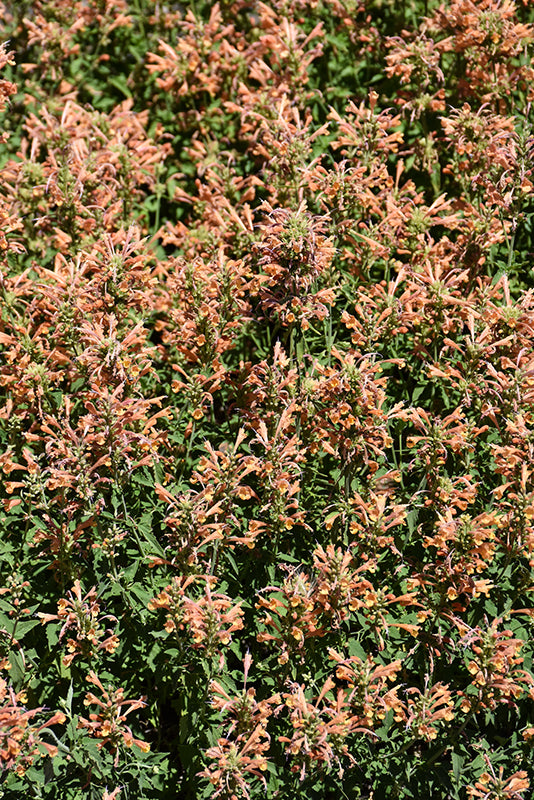 Agastache 'Kudos Gold'