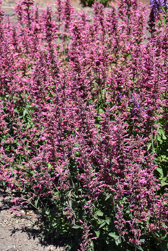 Agastache 'Poquito Lavender'