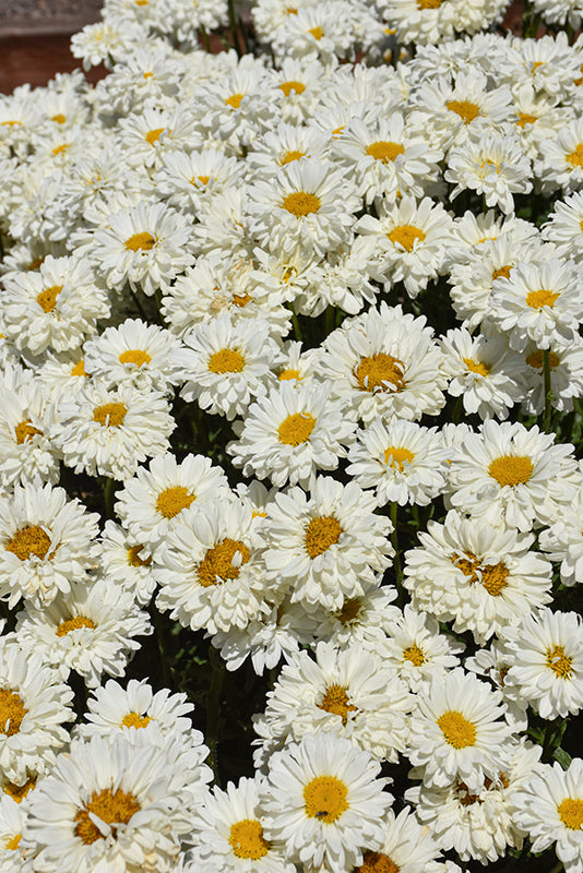 Leucanthemum 'Sugar Bowl'