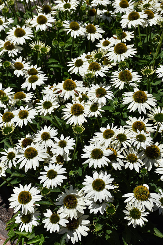 Echinacea 'Kismet White'