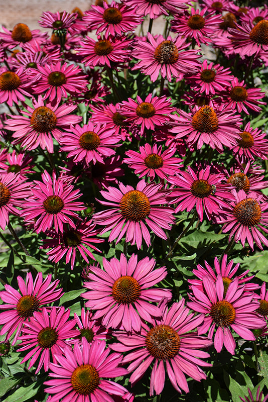 Echinacea 'Kismet Raspberry'