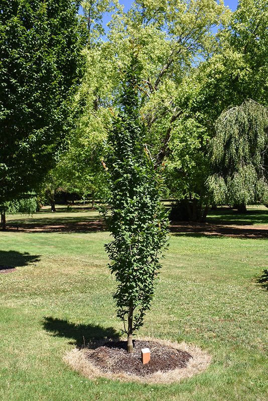 Carpinus betulus 'Lucas'