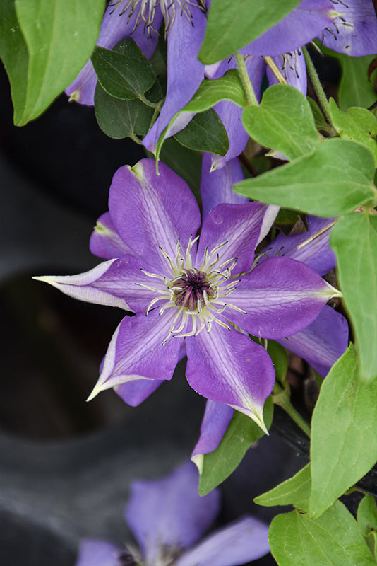 Clematis 'Shimmer'